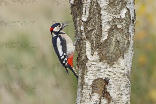 Great spotted woodpecker (Dendrocopus major), male, foraging on the trunk of a common birch (Betula pendula), wildlife, woodpeckers, nature photography, autumn, Wilnsdorf, North Rhine-Westphalia, Germany