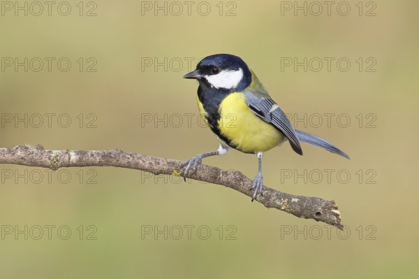 Great Tit (Parus major), male sitting on a branch overgrown with moss and lichen, Wildlife, Animals, Birds, Tits, Wilnsdorf, North Rhine-Westphalia, Germany