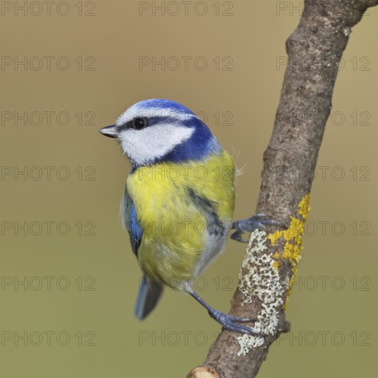 Blue tit (Parus caeruleus), sitting on a branch, Wilnsdorf, North Rhine-Westphalia, Germany