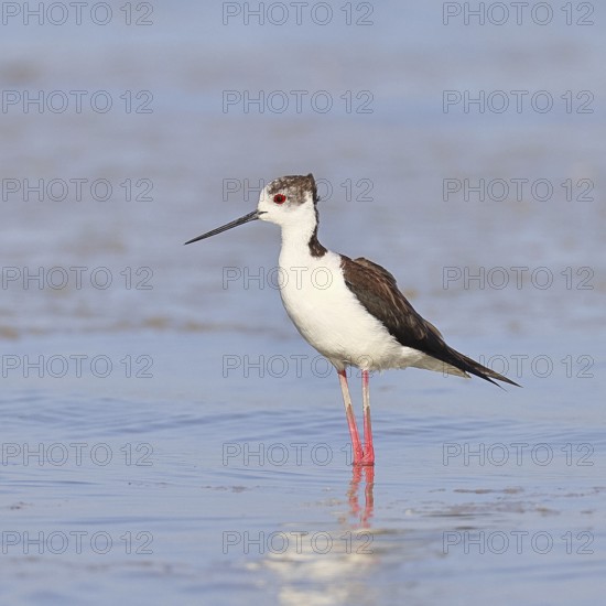 Black-winged Stilt (Himantopus himantopus) foraging in the shallow water of a lake shore, Wildlife, Wading bird, Animals, Waterfowl, Lake Neusiedl National Park, Burgenland, Austria