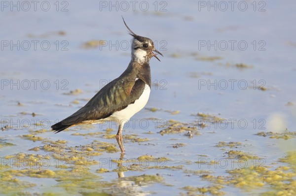 Lapwing (Vanellus vanellus), foraging in the shallow water of a lake shore, wildlife, wading bird, animals, waterfowl, Lake Neusiedl National Park, Burgenland, Austria