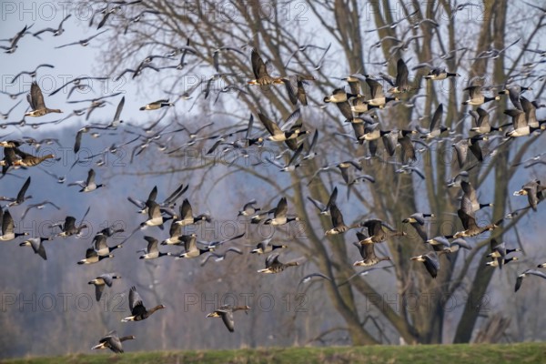 Bislicher Insel, nature reserve on the Rhine, Altrheinarm, near Xanten, Lower Rhine, Wesel district, one of the few floodplain landscapes in Germany, over 20, 000 wild birds, many arctic geese species pause and hibernate here, here white-cheeked geese and coot geese, North Rhine-Westphalia, Germany