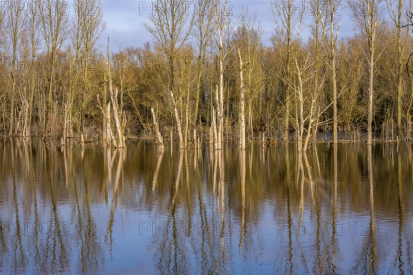 The Bislicher Insel, nature reserve on the Rhine, Altrheinarm, near Xanten, Lower Rhine, Wesel district, one of the few floodplain landscapes in Germany, winter, North Rhine-Westphalia, Germany