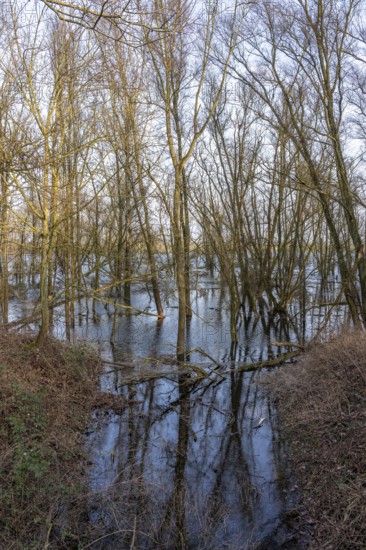 The Bislicher Insel, nature reserve on the Rhine, Altrheinarm, near Xanten, Lower Rhine, Wesel district, one of the few floodplain landscapes in Germany, winter, North Rhine-Westphalia, Germany