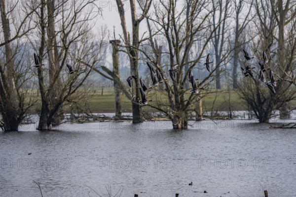 Bislicher Insel, nature reserve on the Rhine, Altrheinarm, near Xanten, Lower Rhine, Wesel district, one of the few floodplain landscapes in Germany, in winter over 20, 000 wild birds, many arctic geese species pause and hibernate, here coot geese, North Rhine-Westphalia, Germany