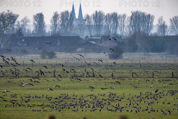 Bislicher Insel, nature reserve on the Rhine, Altrheinarm, near Xanten, Lower Rhine, Wesel district, one of the few floodplain landscapes in Germany, over 20, 000 wild birds, many arctic geese species pause and hibernate here, here white-cheeked geese and coot geese, in the back of St. Victor Cathedral in Xanten, North Rhine-Westphalia, Germany