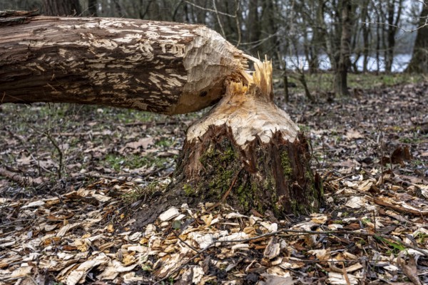 Bislicher Insel, nature reserve on the Rhine, Altrheinarm, near Xanten, Lower Rhine, Wesel district, one of the few floodplain landscapes in Germany, nibbled on trees by beavers in winter, in 2024 the beavers were resettled here, North Rhine-Westphalia, Germany