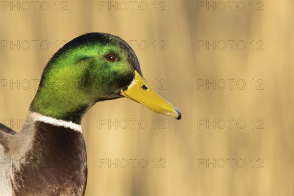 Mallard duck (Anas platyrhynchos) adult male bird head portrait, England, United KIngdom