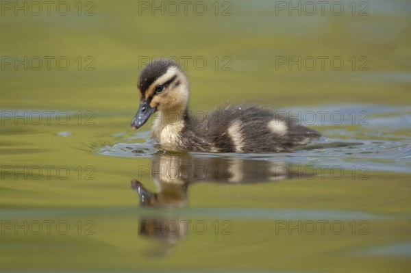 Mallard duck (Anas platyrhynchos) juvenile baby duckling bird on a lake in spring, England, United KIngdom