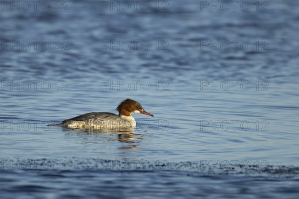 Goosander (Mergus merganser) adult female sawbill bird on a lake in winter, RSPB Titchwell nature reserve, Norfolk, England, United KIngdom