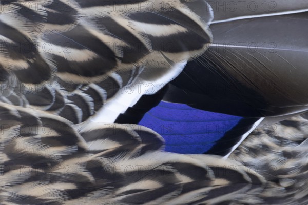 Mallard duck (Anas platyrhynchos) adult female bird close up of its wing feathers, England, United KIngdom