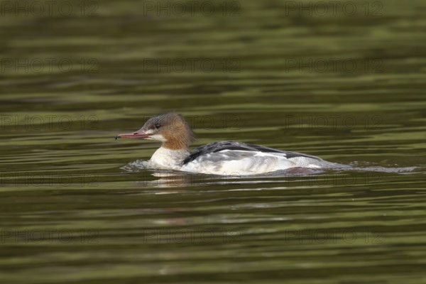 Goosander (Mergus merganser) adult female sawbill bird on a lake in autumn, England, United KIngdom