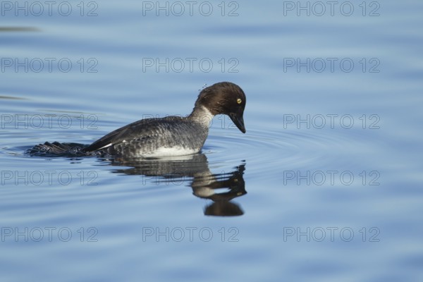 Goldeneye (Bucephala clangula) adult female duck bird diving on a lake in winter, Suffolk, England, United KIngdom