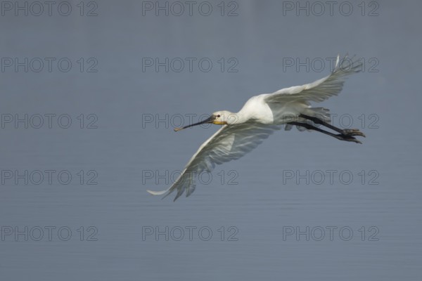 Eurasian spoonbill (Platalea leucorodia) adult bird in flight, RSPB Frampton marsh nature reserve, Lincolnshire, England, United KIngdom