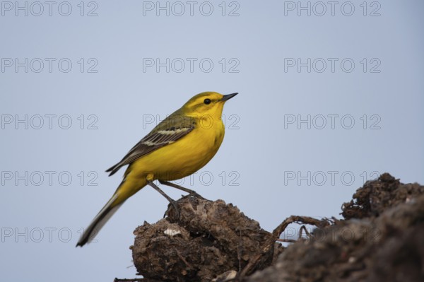 Yellow wagtail (Motacilla flava) adult bird on a farmland muck heap in spring, Suffolk, England, United KIngdom