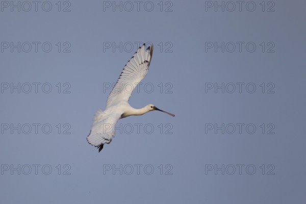 Eurasian spoonbill (Platalea leucorodia) adult bird in flight, RSPB Minsmere nature reserve, Suffolk, England, United KIngdom