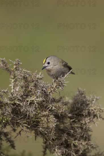 Goldcrest (Regulus regulus) adult bird on a Gorse bush, Suffolk, England, United KIngdom