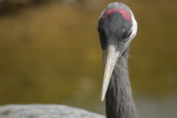 Common crane (Grus grus) adult bird head portrait, England, United KIngdom