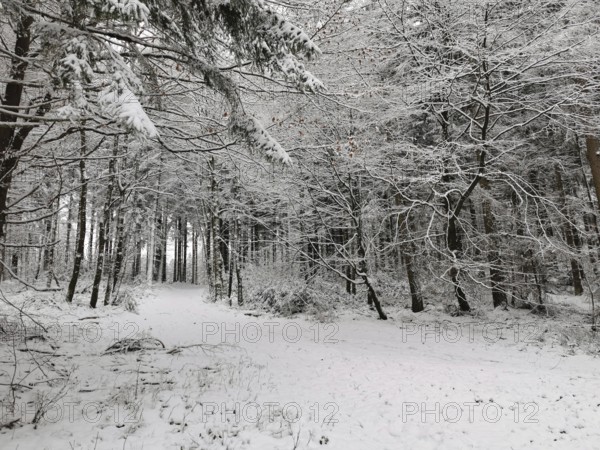 Snowy forest clearing, trees covered with a layer of snow, hiking along the Rennsteig in the Frankenwald nature park Park