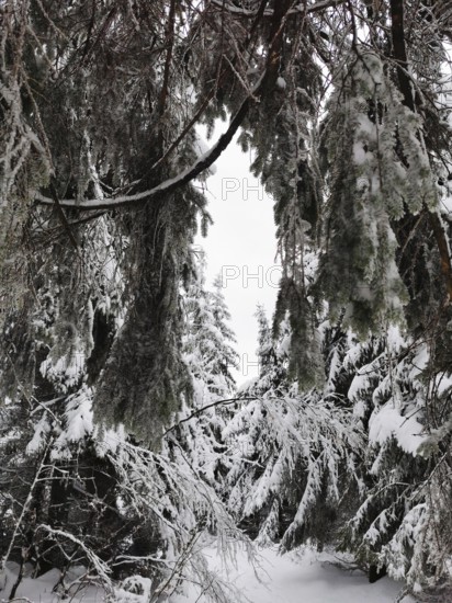 Close-up of snow-covered branches in a thick winter forest, gives a feeling close to nature, Fichtelgebirge nature park Park