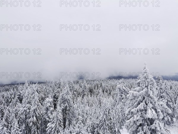 Snow-covered trees under a grey sky in a peaceful winter landscape, hiking on Ochsenkopf in the Fichtelgebirge nature park Park