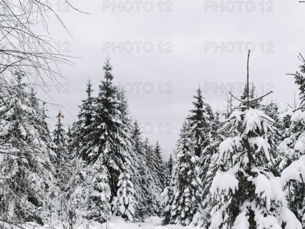 Snow-covered forest with dense fir trees (abies) under a grey sky, hiking in the Fichtelgebirge nature park Park