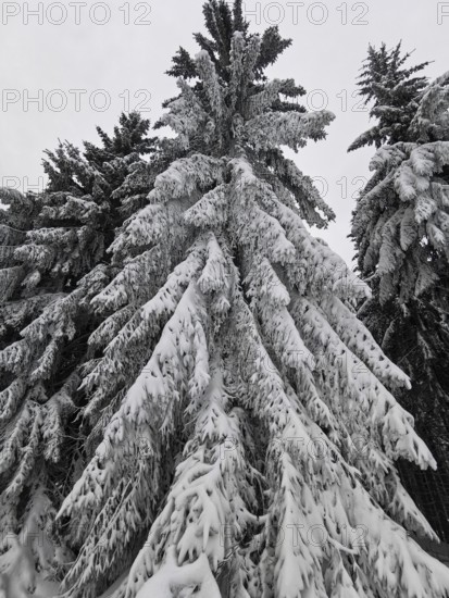 Snow-covered fir branches (abies) in a dense, cold winter forest, hiking in the Fichtelgebirge nature park Park