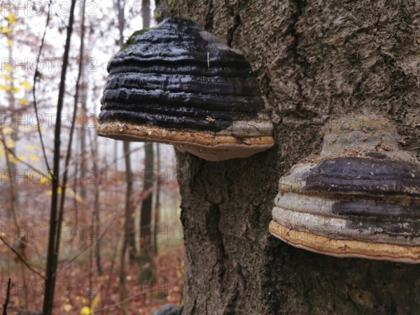 Close-up of tree fungi (fomes fomentarius) on a tree bark in autumn forest, hiking in the Franconian Forest nature park Park