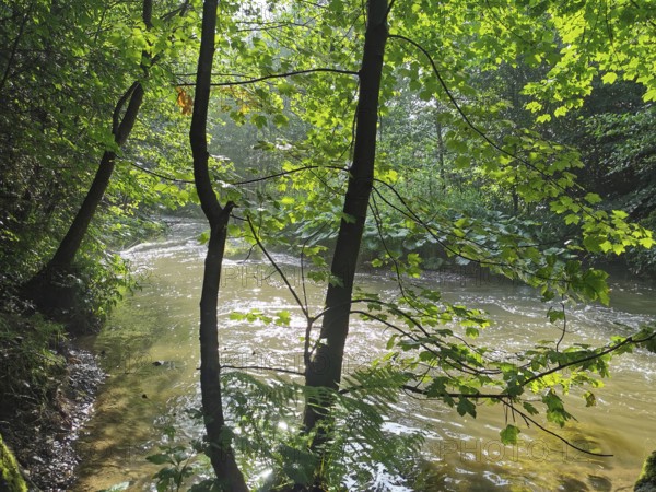 Light falls through the trees on a gently flowing river, which creates a peaceful scene, hiking in the Franconian Forest nature park Park