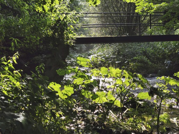 A small bridge crosses a river, surrounded by lush vegetation and soft light, Steinachklamm, hiking in the Frankenwald nature park Park