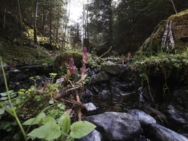 Small forest river surrounded by vegetation and moss-covered stones, hiking in the Franconian Forest nature park Park