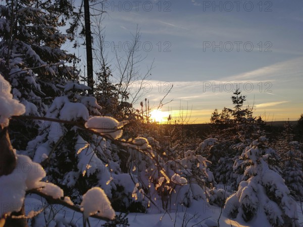 Winter landscape with snow-covered trees and sunset on the horizon, winter, hiking in the Franconian Forest nature park Park