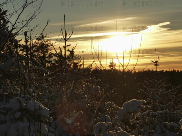 Sunset behind snow-covered trees with warm sky tones, winter, hiking in the Franconian Forest nature park Park