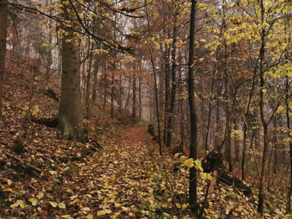 A trail through the foggy forest, covered with colorful autumn leaves, hiking in the Franconian Forest nature park Park
