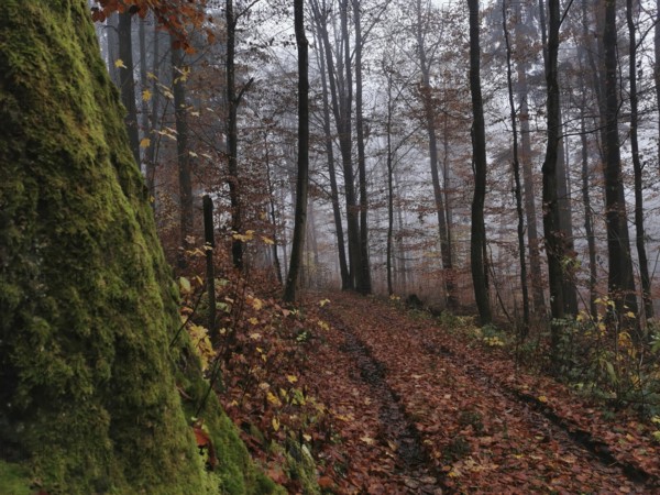 A mystical forest trail with autumn leaves and fog between trees, hiking in the Franconian Forest nature park Park