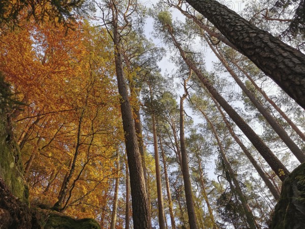 Tall trees with orange autumn leaves that rise into the sky are hiking in the Franconian Forest nature park Park