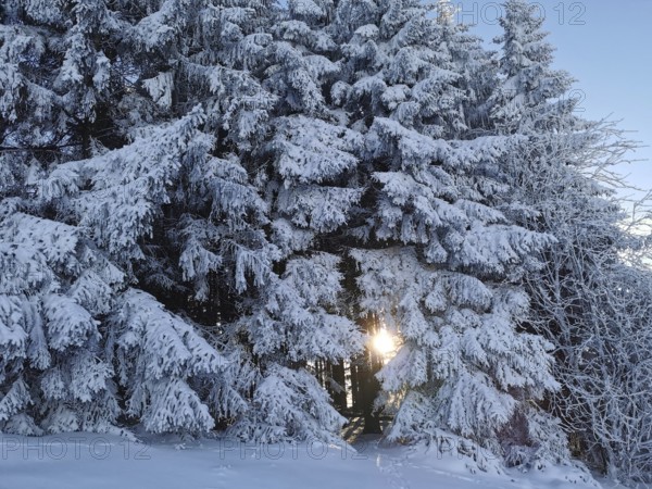Snowy trees with sunlight breaking through, in a wintery forest scene, winter, hiking in the Franconian Forest nature park Park