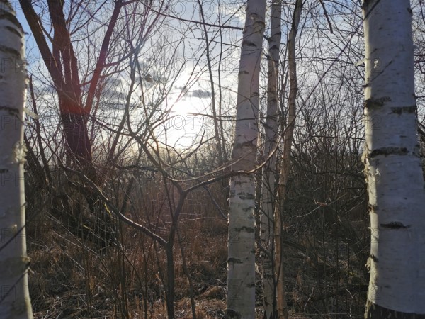 Winter forest scene with bare birch trees (betula) and sunlight in the background, Winter, Berlin