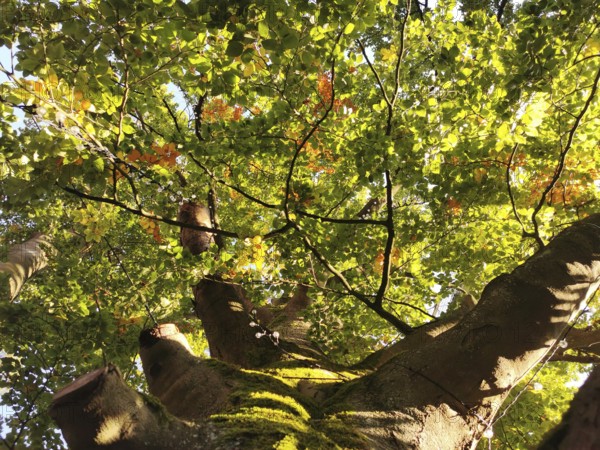 View from below up a moss-covered trunk of a tree with green and orange autumn leaves in sunlight, Beelitz, Brandenburg