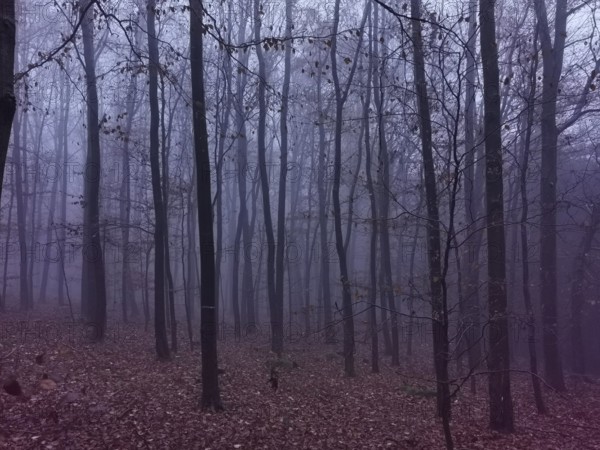 Dense, fog-covered forest in purple light with gloomy trees and leaves create a mystical atmosphere, hiking in the Franconian Forest nature park Park