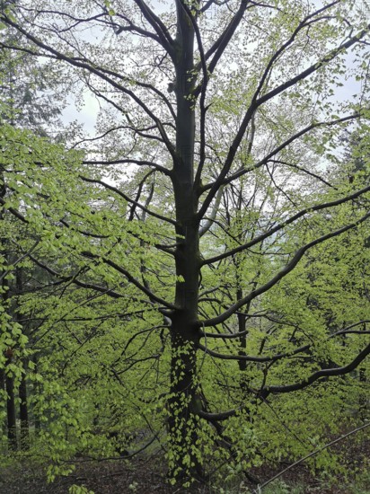 Large beech (fagus) with fresh green leaves in a lively spring forest, Franconian Forest nature park Park
