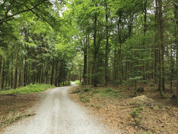 A winding forest trail, lined with thick trees and fresh greenery, invites you to take a walk, hike in the Franconian Forest nature park Park