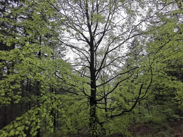 Large beech (fagus) with dense green leaves in the lush spring forest, Franconian Forest nature park Park