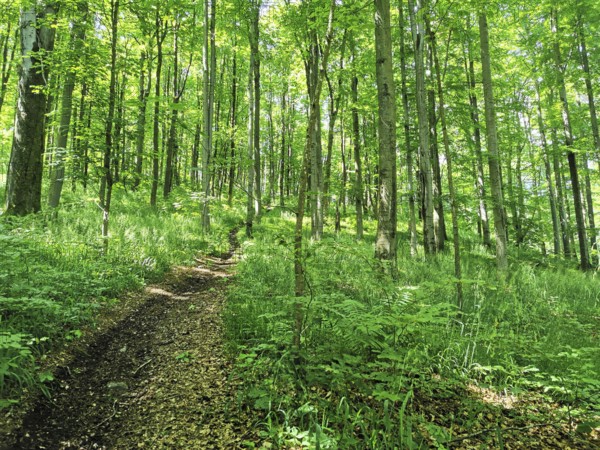 Green spring forest with a path that leads through the trees, hiking on the Rennsteig, Thuringian Forest nature park Park