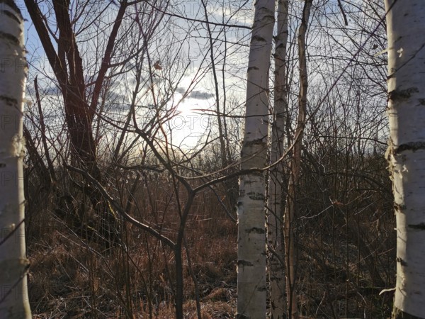 Birch trees (betula) in a winter forest, illuminated by the background sunlight, Berlin