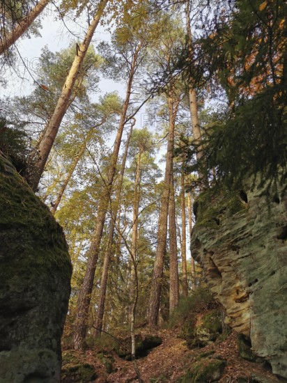 Narrow passage between tall trees and rocks in the autumnal forest, hiking in the Franconian Forest nature park Park