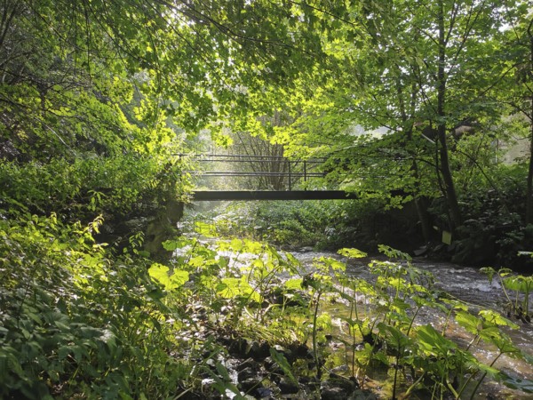 A quiet stream flows under a bridge in a sparse and idyllic forest in the Steinachklamm gorge, hiking in the Frankenwald nature park Park