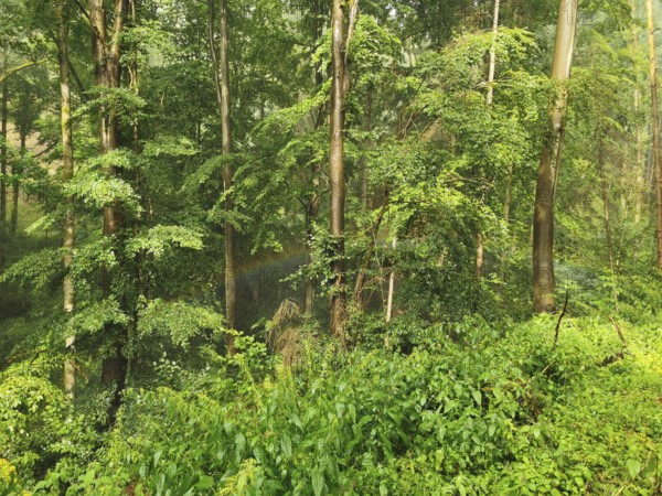 Dense forest with a rainbow between trees, lush treetops that create a quiet and peaceful environment, hiking in the Franconian Forest nature park Park