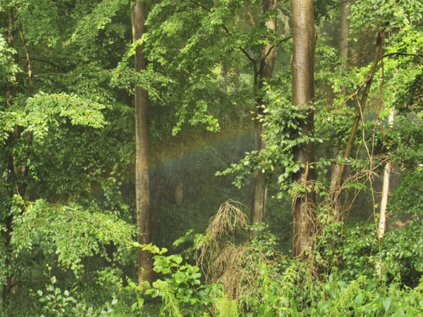 A rainbow appears in the quiet forest, surrounded by tall trees and lush greenery, hiking in the Franconian Forest nature park Park