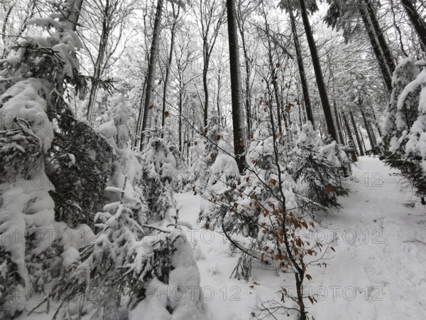 Trail through a snow-covered forest with tall trees and a quiet winter atmosphere, Franconian Forest nature park Park